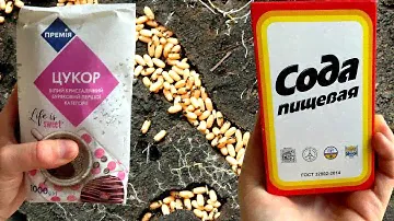 Я Не Поверил Глазам, но Муравьи Расщепляются На Глазах! СРОЧНО ДАЙТЕ МУРАВЬЯМ СОДУ С САХАРОМ!