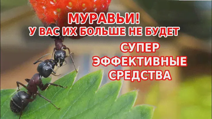 Супер средство от муравьев. У вас их больше не будет!
